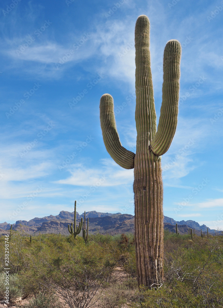 Stock-Foto Classic Two Arm Saguaro Desert Cactus | Adobe Stock