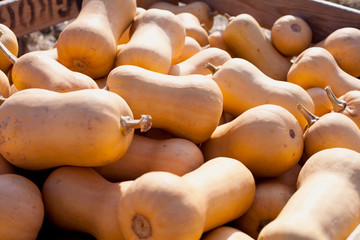 Butternut Squash vegetable  - sweet long Pumpkin, Early variety for Pie and soup. Used for baking, roasting, pure and jam. Fruit and vegetable farmers market shop.