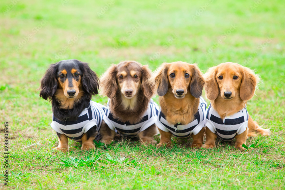 270 フレブル ゴールデン ダックスフンド 犬 わんこ 達 集合 270 フレブル ゴールデン ダックスフンド 犬 わんこ 達 集合 270