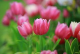 Fototapeta Tulipany - Pink tulip flower