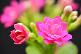 Fototapeta Tulipany - pink calandiva flower