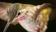 Hummingbird head shot