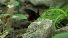 Red Black Butterfly Flapping Wings, Beautiful Exotic Insects As Pets Entomology
