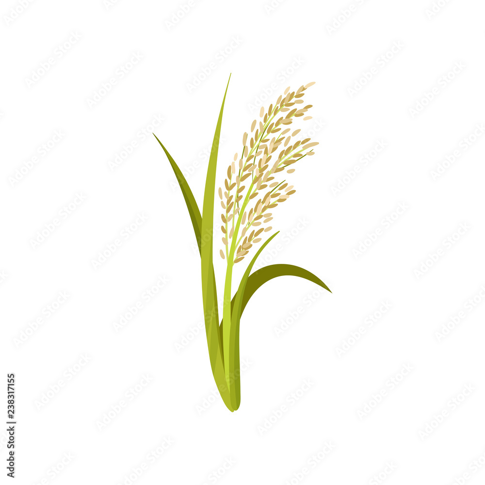 Icon Rice Groing Flat vector icon of rice. Grain culture. Agricultural crop. Organic ...