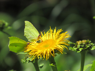Wall Mural - Butterfly on yellow flower