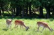 Group of deers in Jaegersborg Dyrehave (Deer Park) near Copenhagen, Denmark.