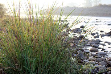 Wall Mural - Grass and water