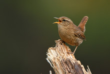 Winter Wren, Troglodytes Troglodytes. A Bird Singing From A Branch.