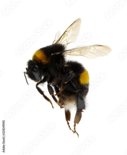 Cuadros en Lienzo bumblebee isolated on the white