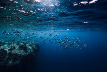 Underwater Wildlife With School Tuna Fish In Ocean At Coral Reef
