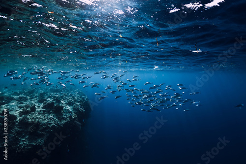 Underwater wildlife with school tuna fish in ocean at coral reef