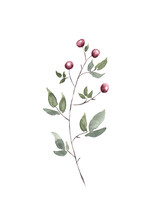 Watercolor Twig With Red Berries