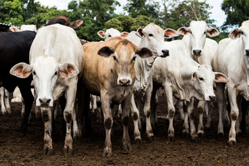 herd of cows