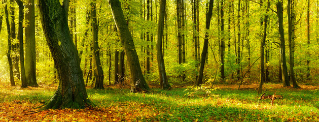 Wall Mural - natural forest in early autumn touched by the warm light of the morning sun