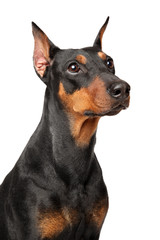 Sticker - German Pinscher faithfully watching