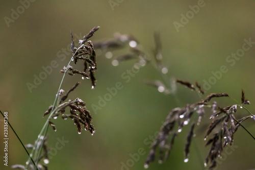 Fotografía Bent with rain drops on green background.