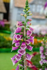 Purple foxglove (Digitalis purpurea) flowers