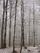 Winter fog in a forest with tall trees in Germany. Dew frosted on the wood during a cold weekend.