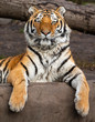 Close up view of a relaxed Siberian tiger (Panthera tigris altaica)