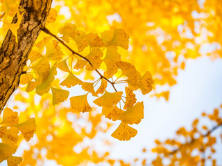 Closeup of vivid yellow ginkgo leaves with blurry background and sky in autumn season.