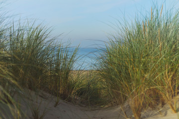 Wall Mural - Sand dunes with green grass