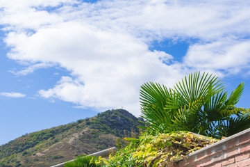 Coconut Palm tree with blue sky,retro and vintage tone.