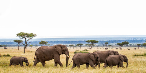 Poster - Elephant herd walking on the plains of the Masai Mara National Park in Kenya