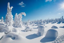 Beautiful Snowy Winter Landscape. Snow Covered Fir Trees On The Background.  Finland, Lapland