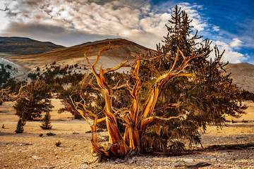 Wall Mural - bristlecone pine with clouds