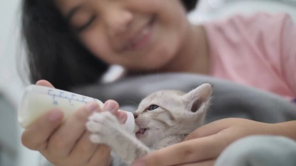 Wall Mural - 4k Happy Asian girl holding and feeding hungry cute adorable kitten