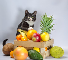 Black And White Cat Guards A Box With Exotic Fruit