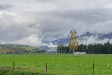 Canvas Print - Sheep on New Zealand farm