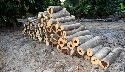 pile of old firewood