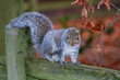 grey squirrel on fence 
