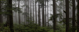Fototapeta Na ścianę - Gloomy dark forest during a foggy day. Taken in Mt Fromme, North Vancouver, British Columbia, Canada.