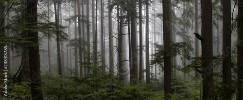 Naklejka - mata magnetyczna na lodówkę Gloomy dark forest during a foggy day. Taken in Mt Fromme, North Vancouver, British Columbia, Canada.