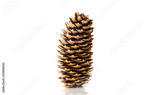 Fotografía Pine cone on white background.Isolated object.