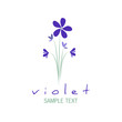 Bouquet of wild violets isolated on white background.