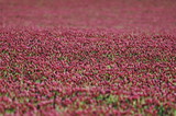 Fototapeta Tulipany - field of pink flowers