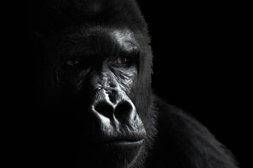 Male of a plain gorilla, portrait on a black background