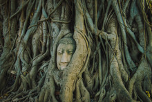 Buddha Head Tree Wat Maha That (Ayutthaya). Buddha Statue Trapped In Bodhi Tree Roots. Ayutthaya Historical Park