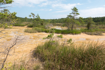 Sulfur ponds in swamp