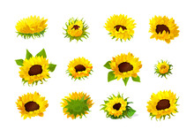 Vector Sunflower Seeds Head Flower Set