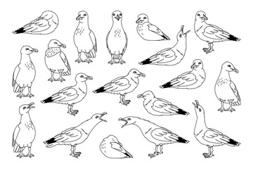 vector seagull sea gull set