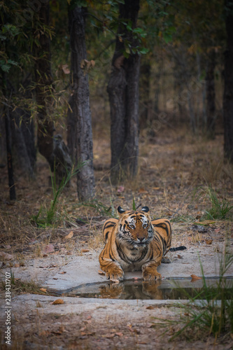 Fotografie, Obraz A male tiger bamera son quenching his thrust in an evening at bandhavgarh tiger