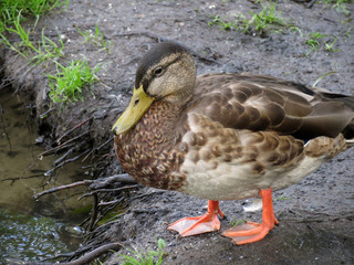 mallard duck