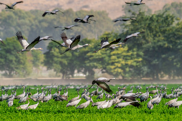 Wall Mural - cranes in a field foraging. green grass background. common crane, scientific name: grus grus, grus c