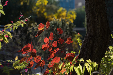 Poster - Autumn multicolor nature on the leaves of trees