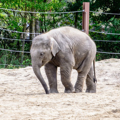 baby Indian elephant in the zoo