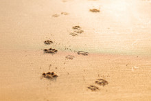 Dog Pawprints In Sand